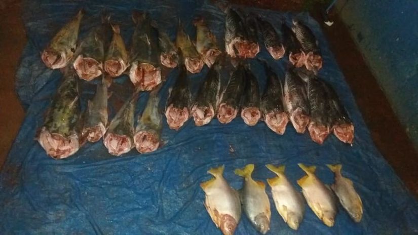 Mais Mil Kg De Pescado S O Apreendidos Em Opera Es Da Sema