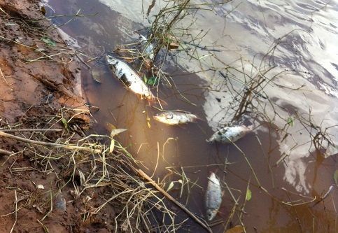 Peixes mortos na superfície do córrego Bambu - Foto: GazetaMT
