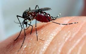 A ideia &eacute; convencer os estudantes da import&acirc;ncia do combate &agrave; dengue e se tornem multiplicadores da ideia de prevenir a doen&ccedil;a em suas casas