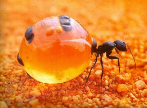 Seu abdome expande mas todos os órgãos internos da formiga funcionam normalmente. Foto - Internet