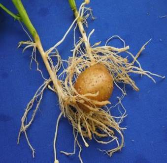 Nematoides em hortali&ccedil;as. Foto - Assessoria