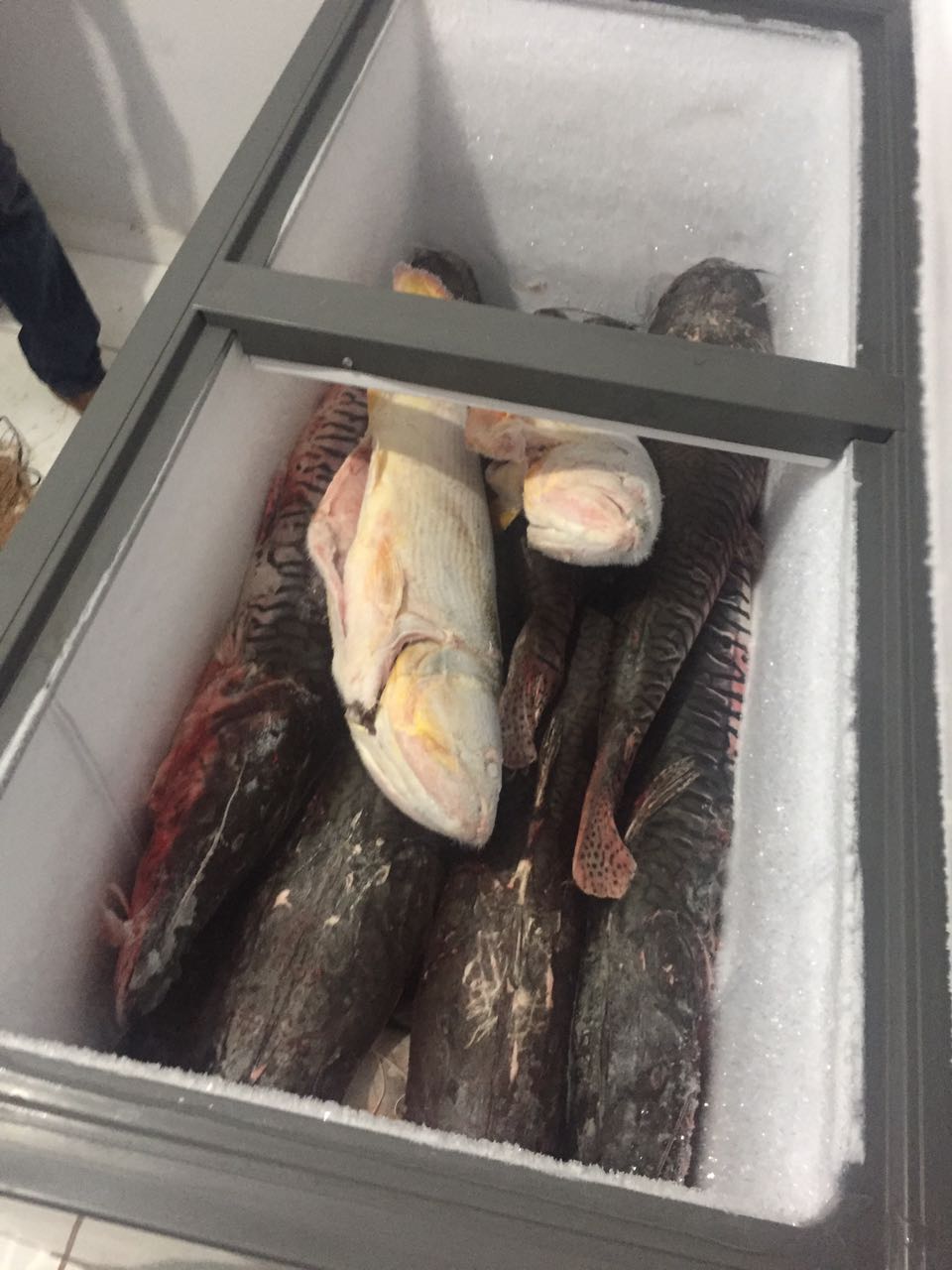 Peixes estavam acomodados em um freezer.  Foto: divulgação PM/MT.