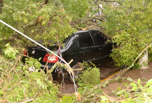 Carro ficou parcialmente coberto pelos galhos do Ipê Foto: Emerson Dourado/GazetaMT