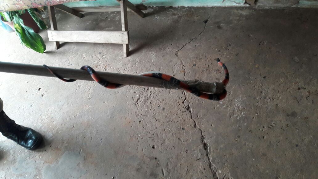 Cobra apreendida pelos Bombeiros. Foto: divulga&ccedil;&atilde;o Corpo de Bombeiros.