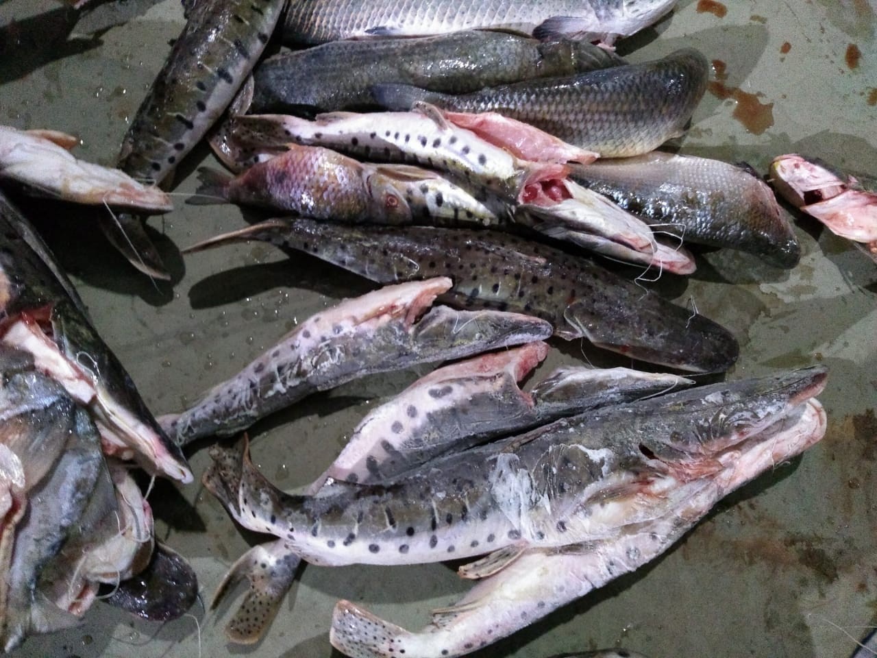 Peixes apreendidos pela pol&iacute;cia. (Foto: divulga&ccedil;&atilde;o PM/MT)