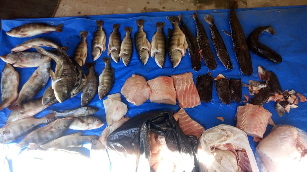 Pescado apreendido pela fiscaliza&ccedil;&atilde;o (Foto: divulga&ccedil;&atilde;o Dema)