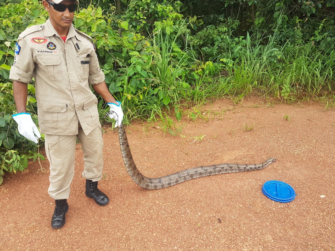 O animal foi levado para um local apropriado e solto. (Foto: divulga&ccedil;&atilde;o Corpo de Bombeiros)
