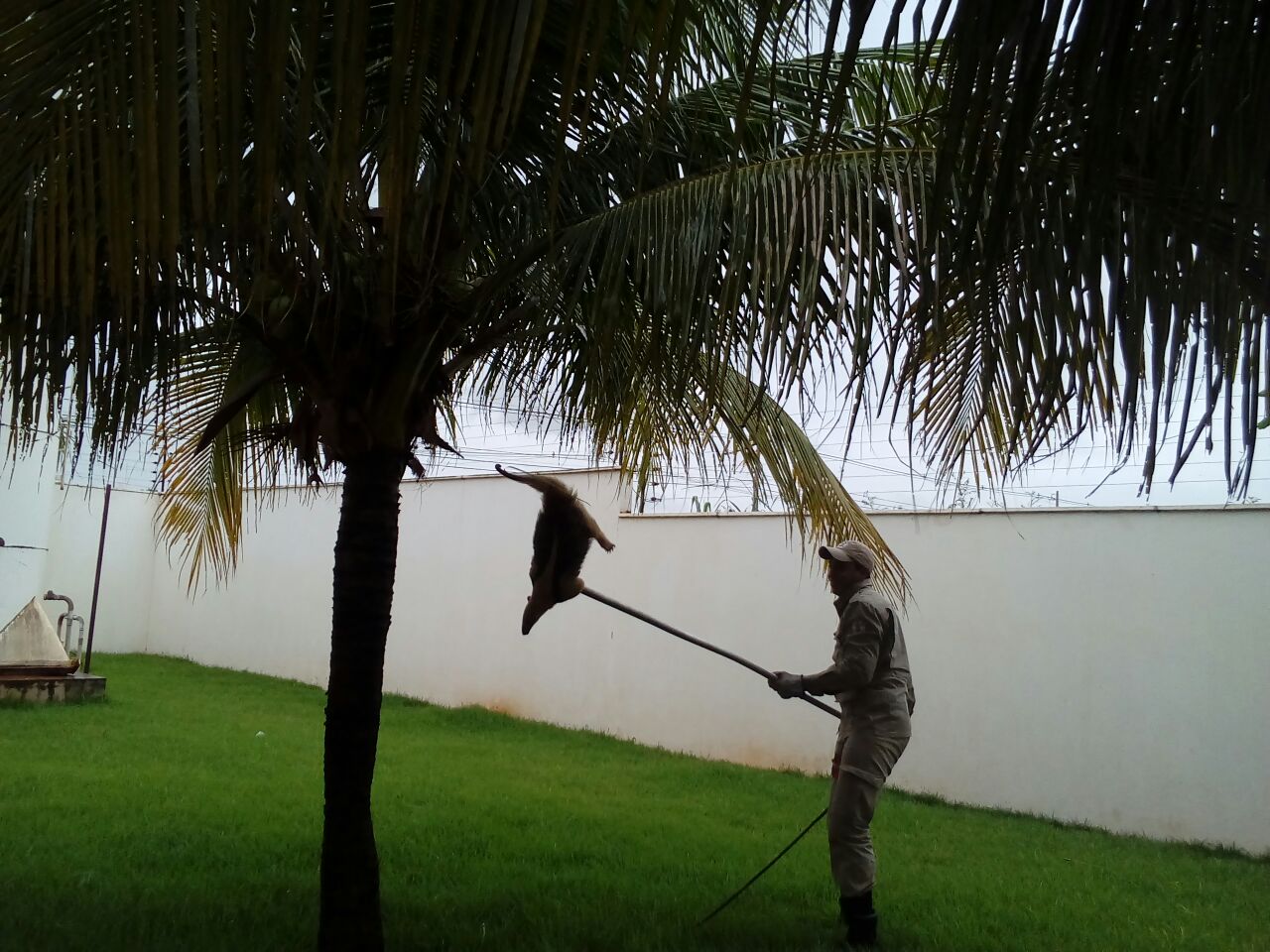 Animal estava escondido em um coqueiro. Foto: divulga&ccedil;&atilde;o Bombeiros.