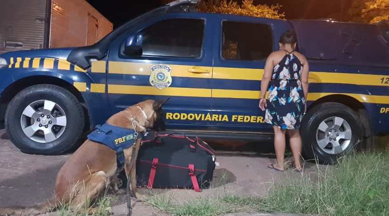 Um dos c&atilde;es que trabalharam na ocorr&ecirc;ncia. (Foto: divulga&ccedil;&atilde;o PRF/MT)