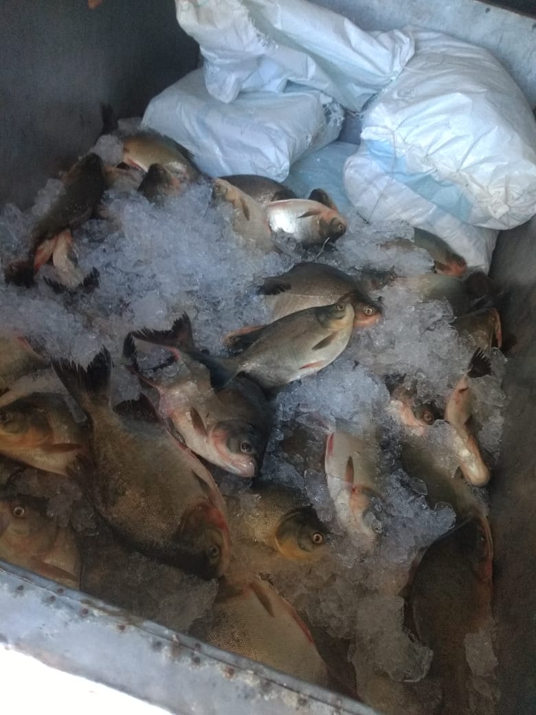 Pescado apreendido e que foi doado para entidades filantr&oacute;picas de Rondon&oacute;polis. (Foto: divulga&ccedil;&atilde;o PM/MT) 