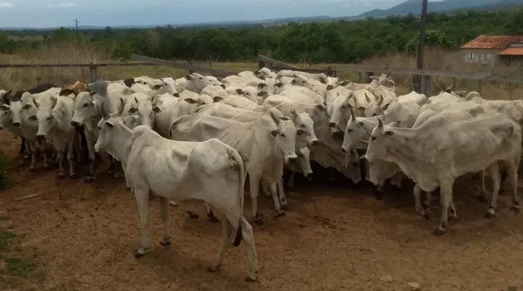 Derf Localiza Frigorífico Clandestino E Prende Duas Pessoas Por Furtar