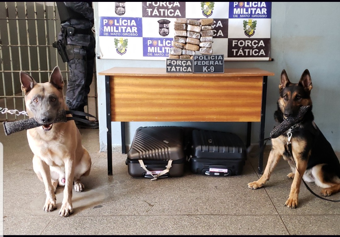 O entorpecente foi localizado com a ajuda dos c&atilde;es farejadores da PF. (Foto: divulga&ccedil;&atilde;o PM/MT)