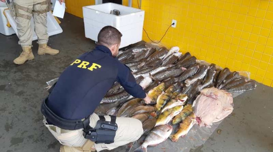PRF aprende pescado irregular Foto/ PRF