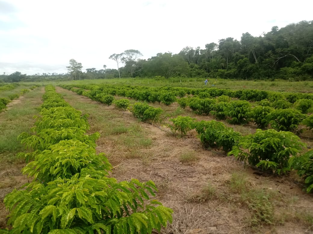 O plantio do café ocupa uma área de 50 hectares. (Foto: João Périsson Pereira/Empaer)