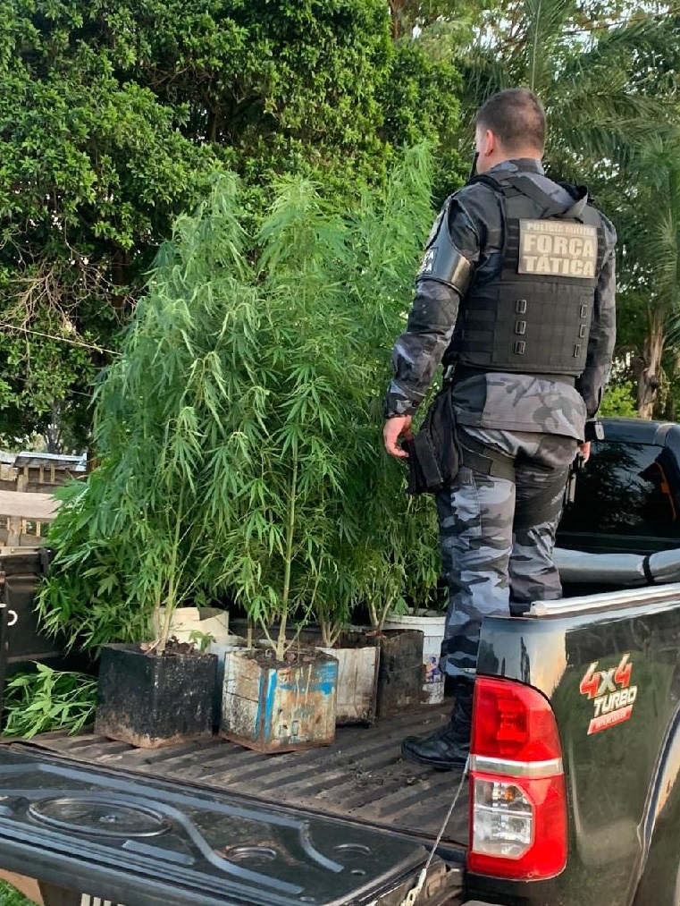 http://gazetamt.com.br/noticia/guiratinga-casal-e-preso-pela-pm-com-22-plantas-de-maconha-cultivadas-em-vasos-e-latas/