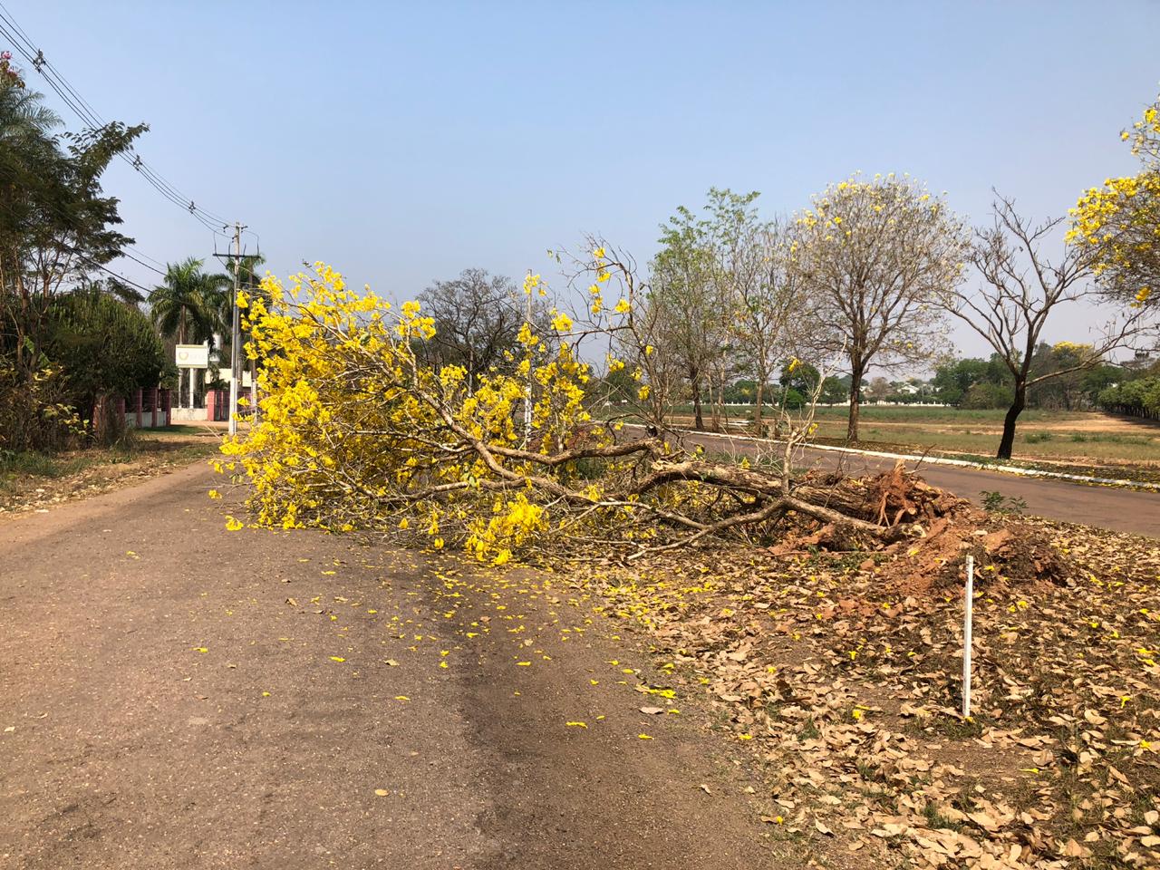 Dezenas de árvores, na maioria ipês floridos, foram derrubados pela prefeitura de Rondonópolis