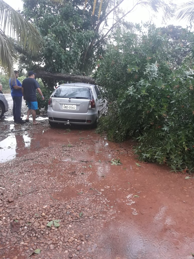 Outro carro atingido por uma árvore. (Foto: rede social)