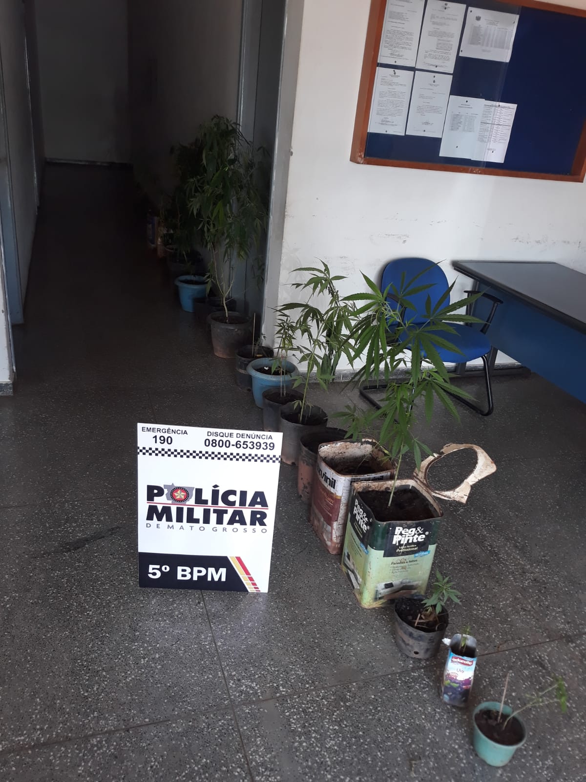 As 22 plantas de maconha cultivadas em vasos e latas que foram apreendidas na casa dos suspeitos. (Foto: divulga&ccedil;&atilde;o PM/MT)