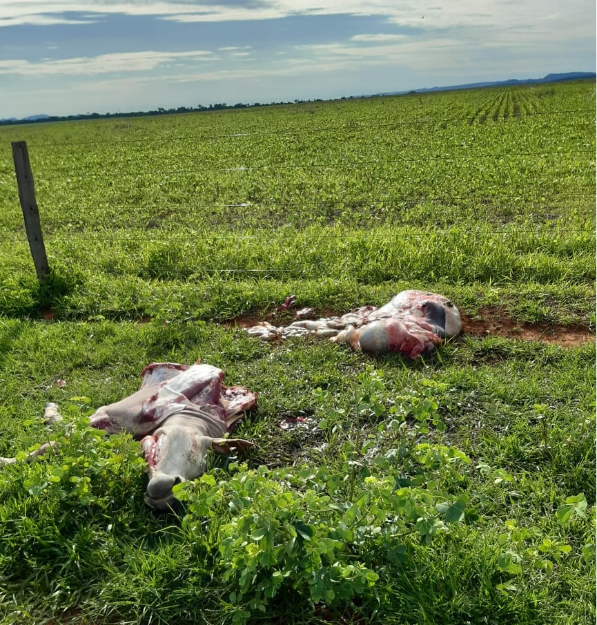 Suspeitos foram surpreendidos em uma fazenda logo ap&oacute;s abaterem um boi. (Foto: divulga&ccedil;&atilde;o PJC/MT)