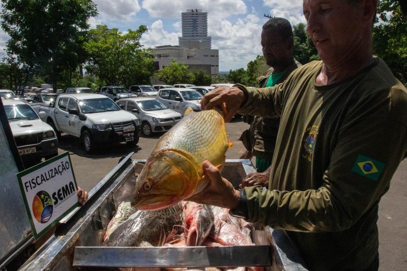 Contra boatos, Sema alerta que pesca do dourado segue proibida