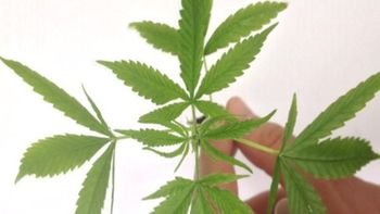 Estudo contesta uso de maconha no tratamento da dependência de cocaína