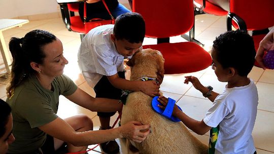 Cães auxiliam na reabilitação de crianças com autismo e paralisia cerebral