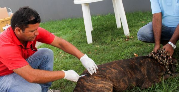 Veterinários voluntários atendem cães e gatos neste sábado