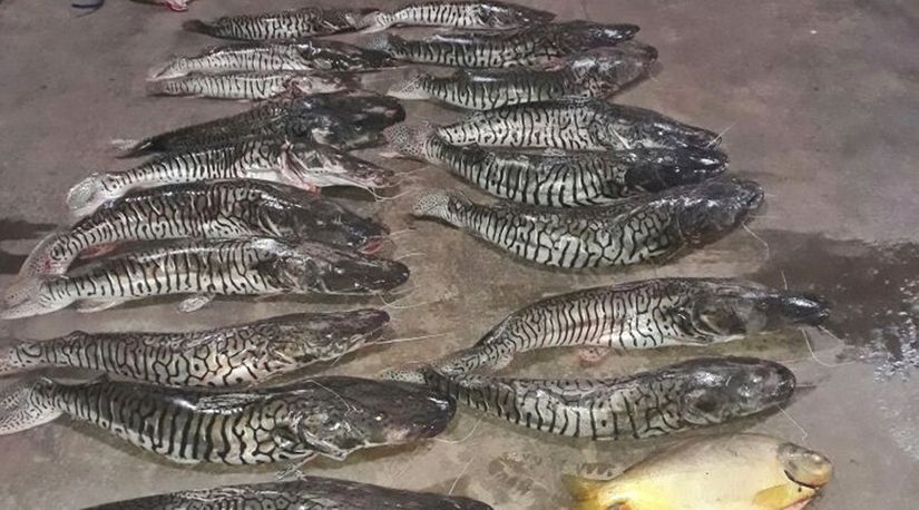 Polícia Ambiental de Rondonópolis apreende mais de 100 kg de pescado