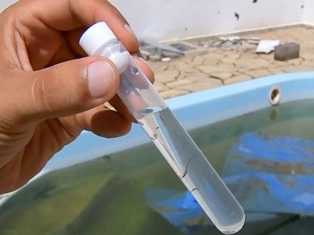 Casos de dengue e chikungunya registram queda, mas atenção deve ser redobrada no período chuvoso