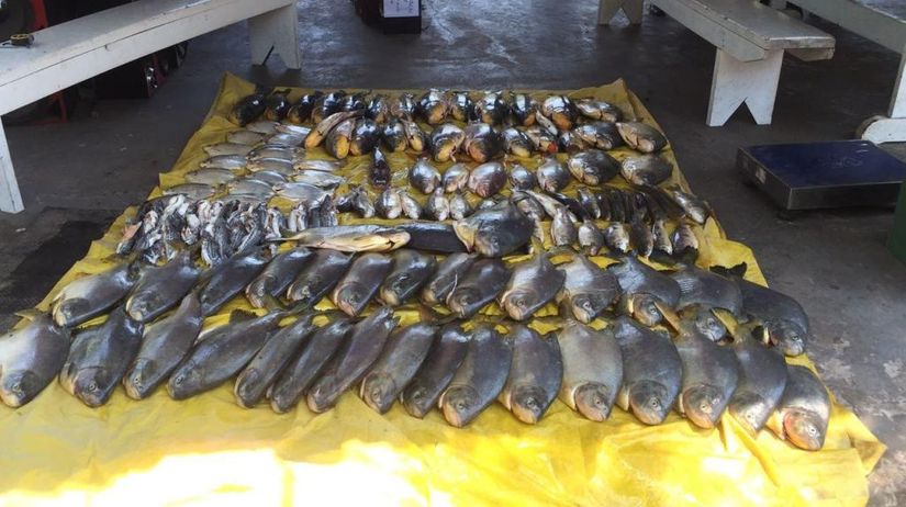 Batalhão Ambiental apreende 258 kg de pescado em janeiro
