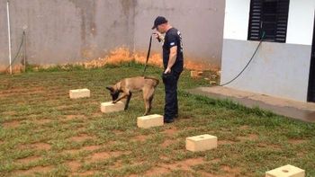 Mato Grosso realiza primeiro curso de cinotecnia no Sistema Penitenciário