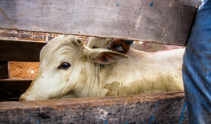 Indea capacita veterinários para emitirem certificados de vacina da Brucelose