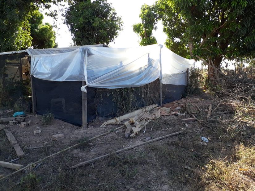 Irmãos são presos por cultivo de maconha