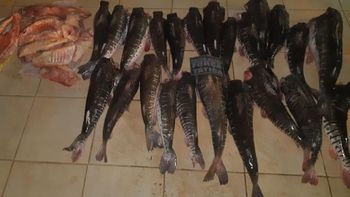 PM apreende 187 kg de pescado e apetrechos de pesca predatória