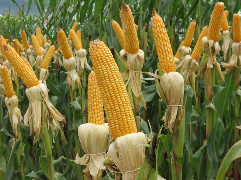  Abastecimento de milho ainda preocupa setor produtivo, diz Cesário Ramalho