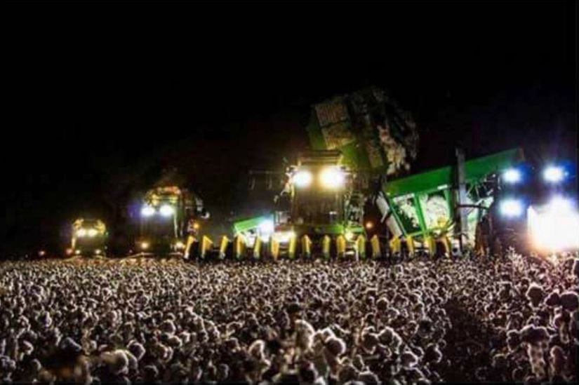 Produtores de algodão de MT apelam para colheita noturna 