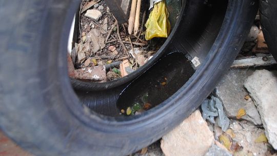 Semana do Combate ao Aedes aegypti desenvolve ações nas escolas de Mato Grosso