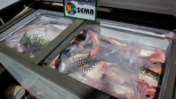 Balanço aponta 8,8 toneladas de pescado apreendidas durante período de defeso