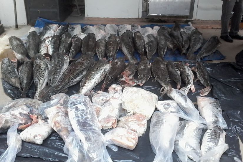 Apreensões de pescados são destinadas às instituições filantrópicas do Estado 