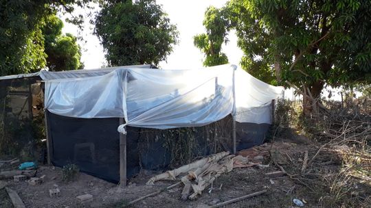 Irmãos são presos por cultivo de maconha