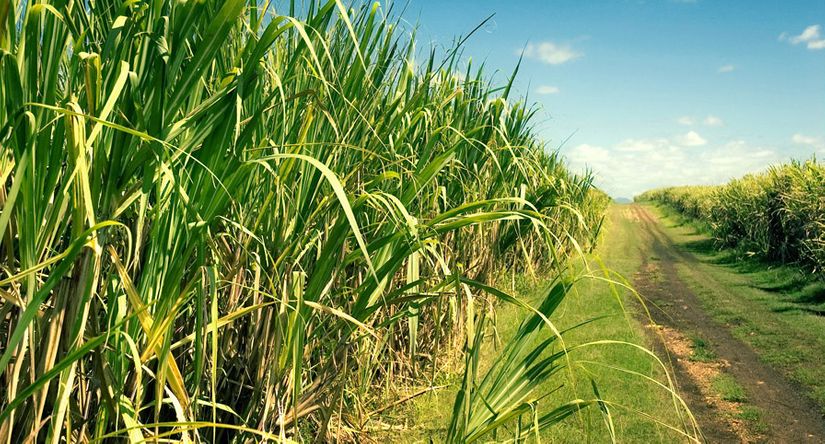 Nematoides e o desafio da produtividade na cultura da cana-de-açúcar 
