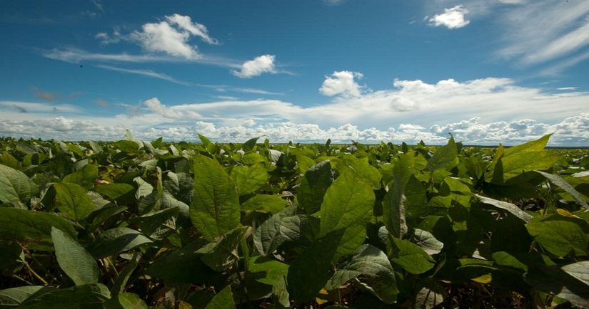 Indea autoriza uso de dois novos defensivos agrícolas em Mato Grosso