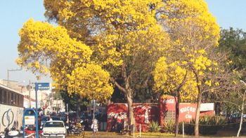 Ipê da Praça Brasil será transformado em obra de arte após temporal