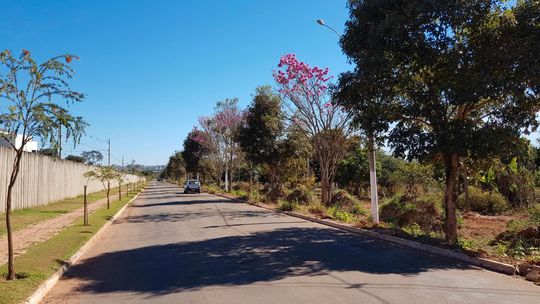 Prefeitura vai cortar árvores em obra de Parque Ambiental