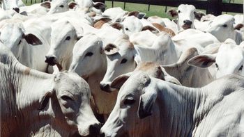 Brasil recebe certificação de país livre da febre aftosa com vacinação