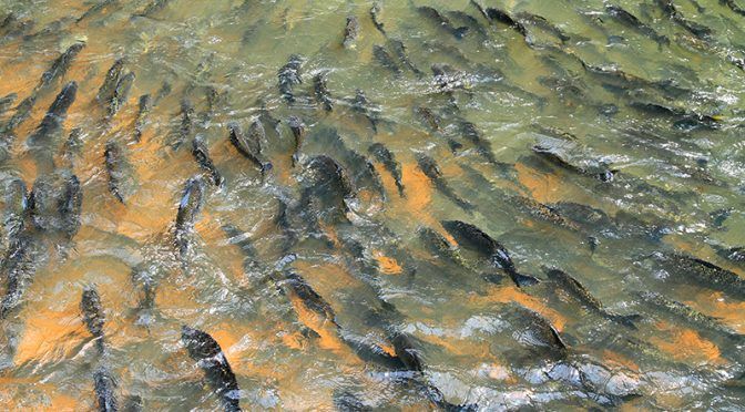 A partir desta quinta-feira está liberada a pesca em Mato Grosso