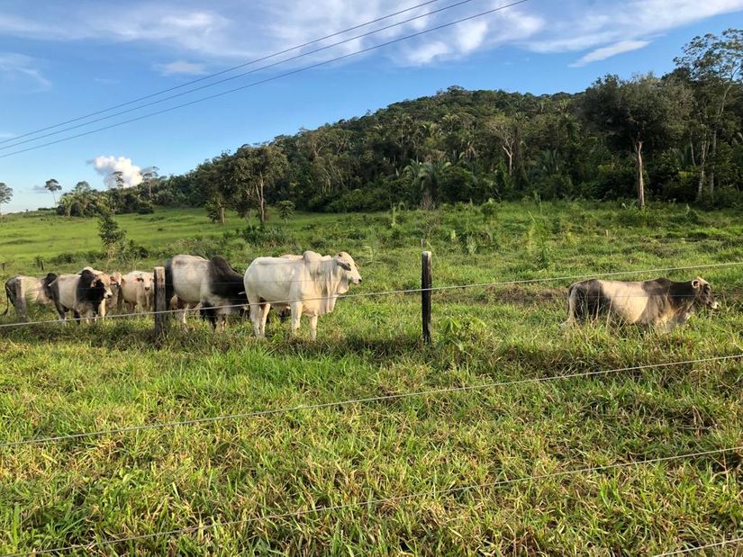 Sitiante é preso com 28 cabeças de gado furtadas de propriedade rural