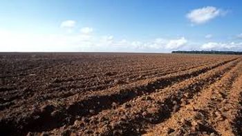 Vazio sanitário do algodão começa em 1º de outubro
