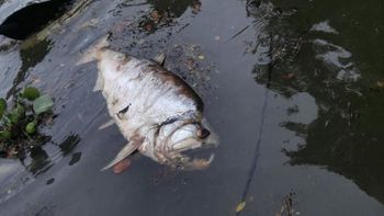 Hidrelétrica em Sinop continua causando morte de peixes no Teles Pires