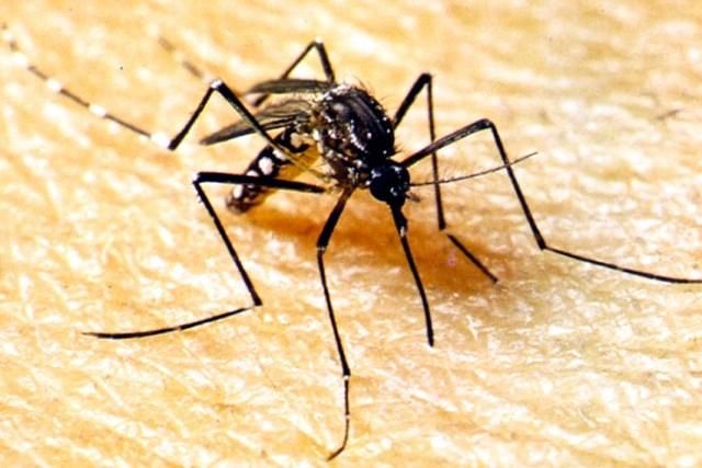 Estado alerta municípios sobre variação grave do vírus da dengue